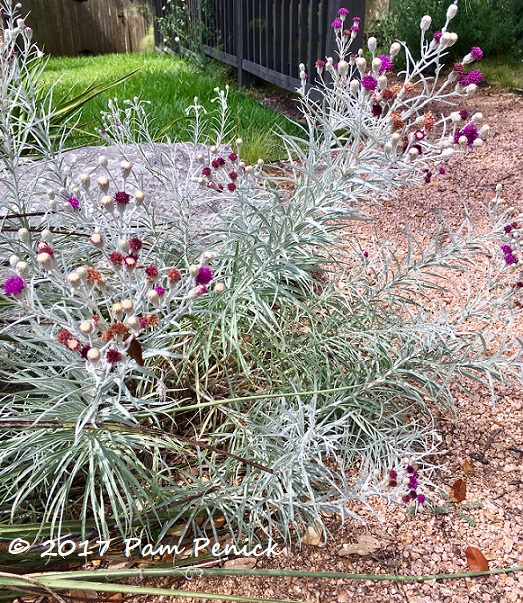 Silver ironweed in bloom