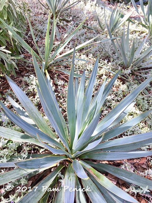 Plant This: Paleleaf yucca shines in dry shade