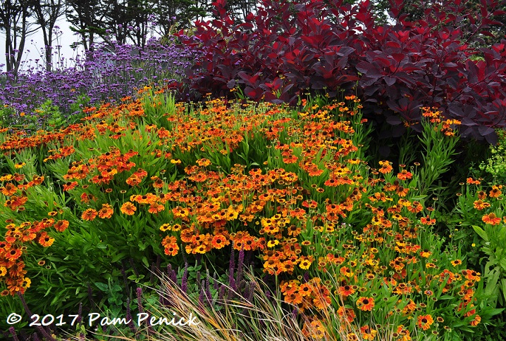 Mendocino Coast Botanical Gardens: Colorful perennial and heather gardens