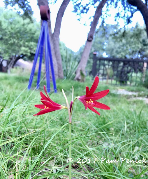 Oxblood lilies popping up after Hurricane Harvey