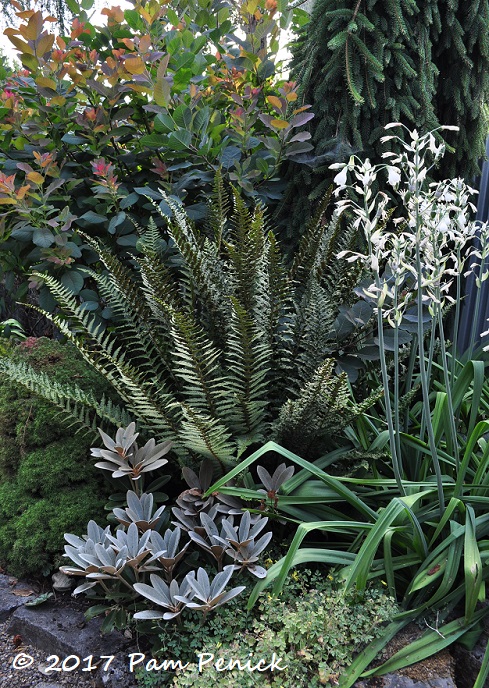 A narrow side yard lives large in the garden of Rebecca Sams and Buell Steelman