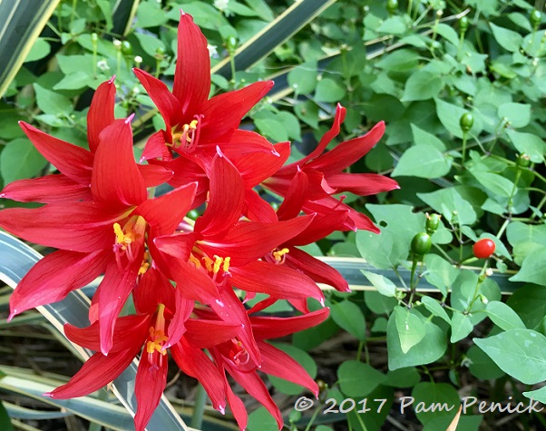 Oxblood lilies trumpet summer's end