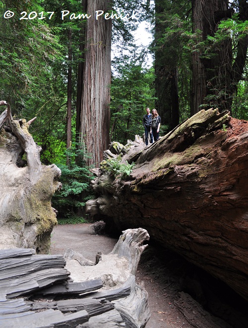 Playing among giants at Redwood National Park and a hike in Fern Canyon
