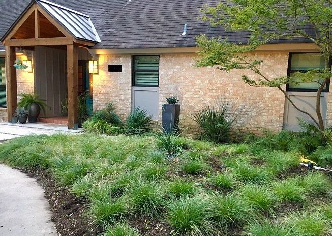 New foundation bed, sedge lawn update, and fall color