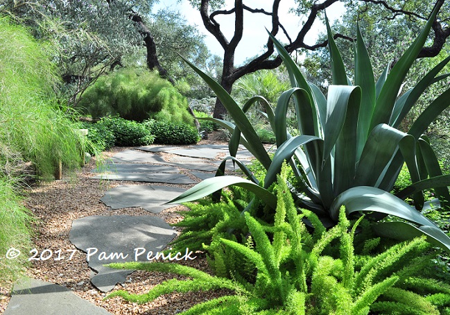 Linda Peterson's green-walled xeriscape garden: San Antonio Open Days Tour