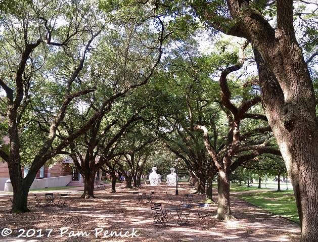 Foliage architecture (and art) on Rice University campus