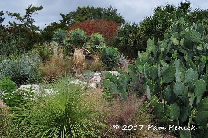 Waterwise drama in Lakemoore Drive Garden: Austin Open Days Tour 2017