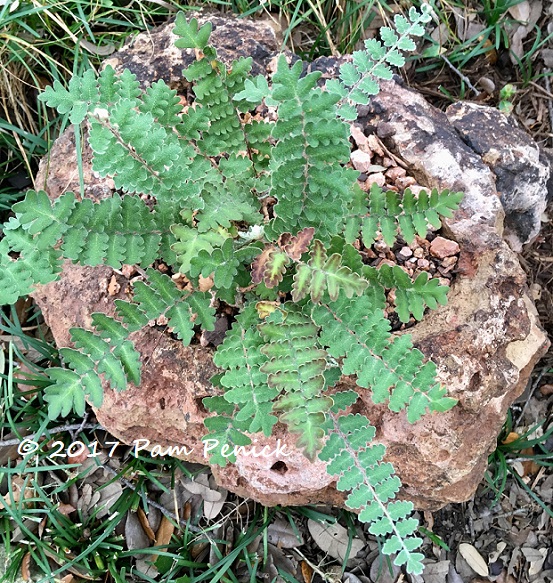 Wavy scaly cloakfern for November Foliage Follow-Up