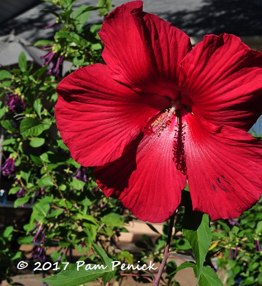 Sharing nature's beauty in the garden of Diana Kirby