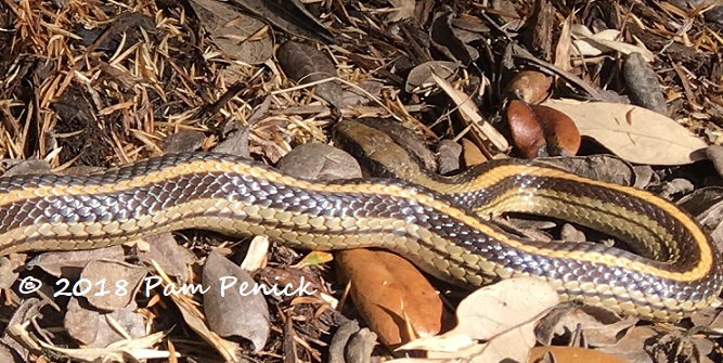 Snake in the garden: Danger noodle or welcome predator?