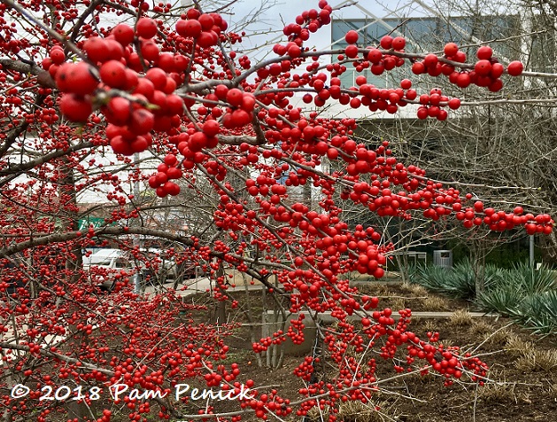 Possumhaw berries blazing at winter's end