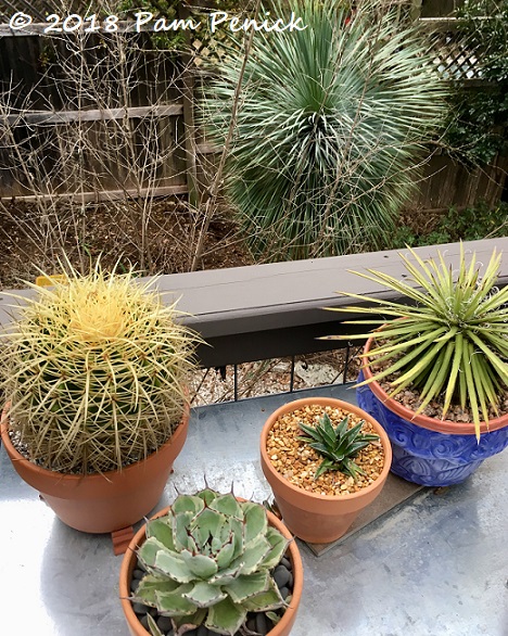 Succulent pots set out for spring, but too early?