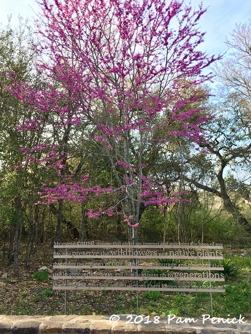 Flowering trees and Athena the owl at the Wildflower Center