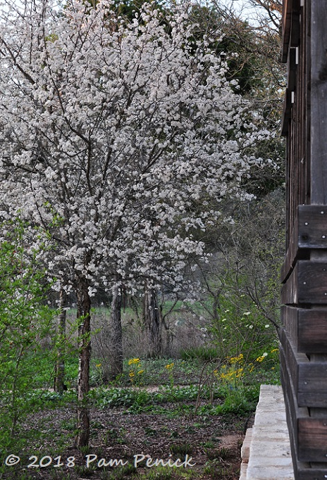 Bluebonnets, buckeyes, and more in bloom at Wildflower Center gardens