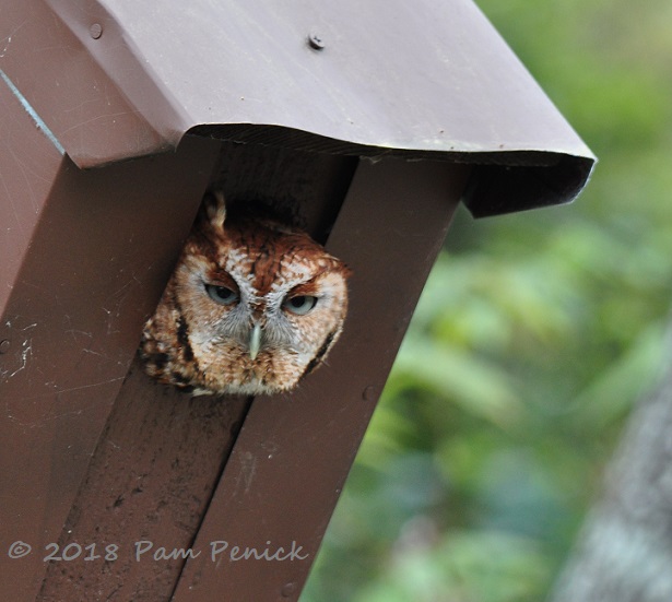 Meet Lucy, the red-headed screech owl