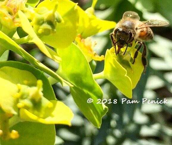 Abuzz over gopher plant, plus new plants!