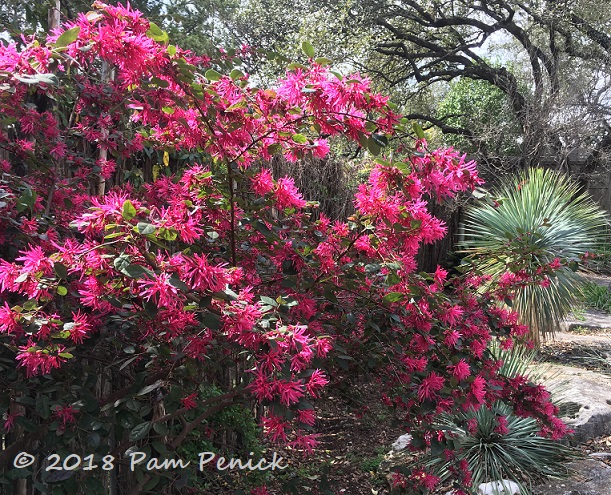 Loropetalum color bomb