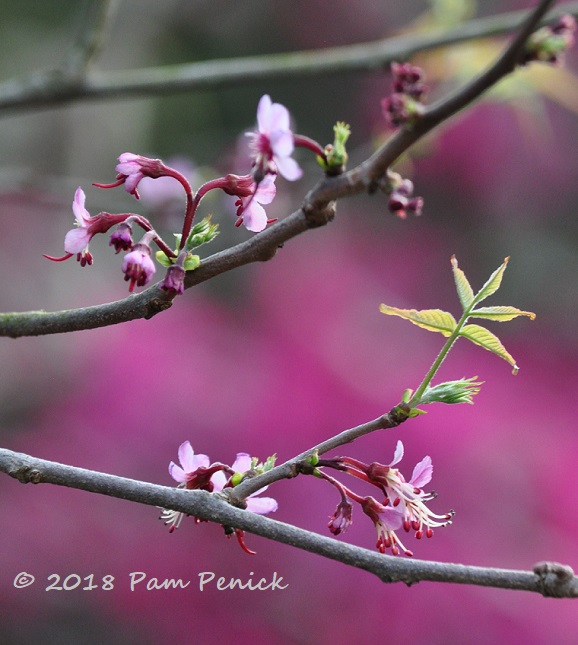 The subtle beauty of Mexican buckeye in flower