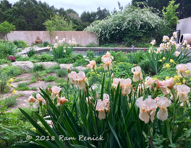 Spring flowering in Jenny Stocker's walled courtyard gardens