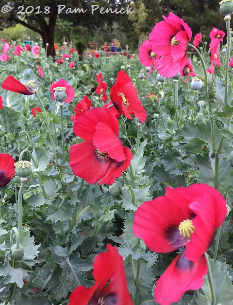 Poppies popping at The Natural Gardener nursery