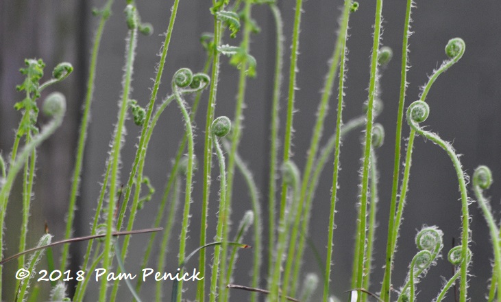 Fiddleheads and other unfurlings