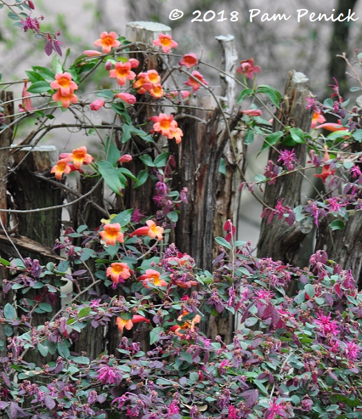 Spring flowerings in my garden