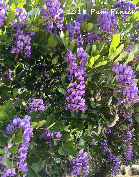 Grape-scented explosion of Texas mountain laurels