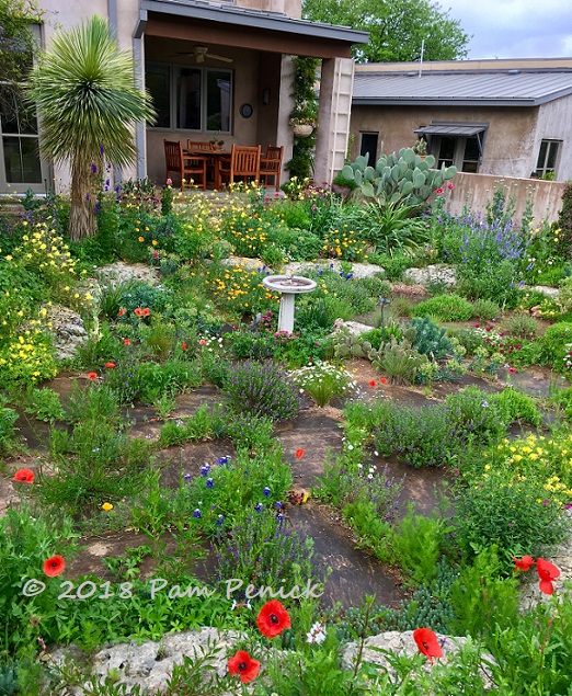 Glorious wildflowers and agaves in Jenny Stocker's garden