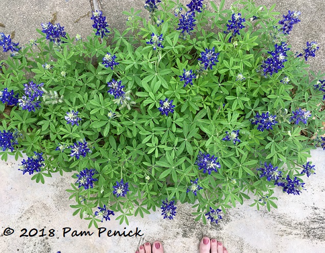 Bonnie bluebonnets and a polyphemus moth