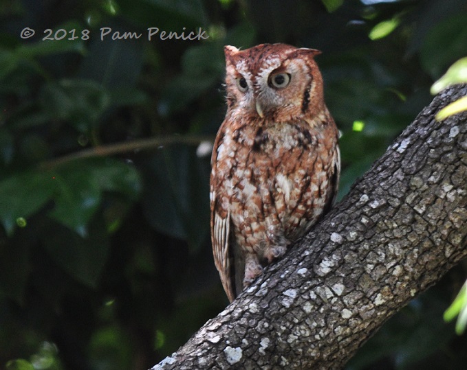 Screech owl pair await nighttime owlet feeding