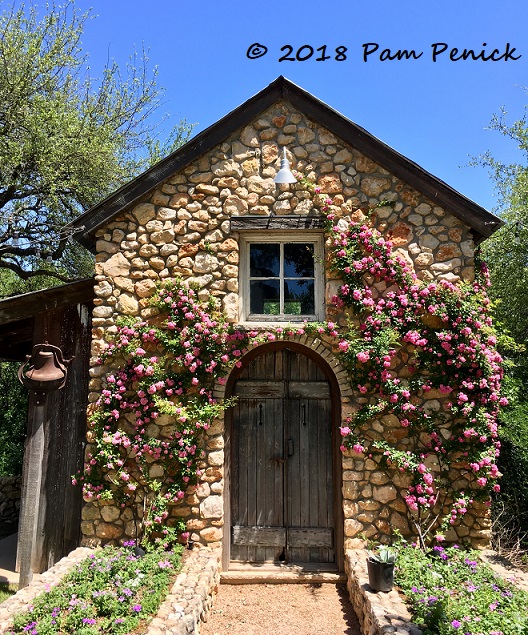 Peggy Martin roses adorn stone garden shed