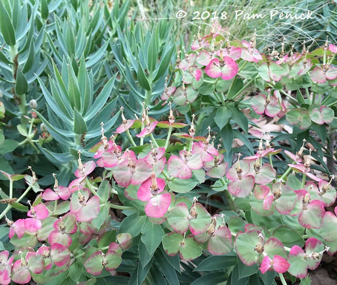 Gopher plant 'Winter Blush' is mini-hydrangea lookalike
