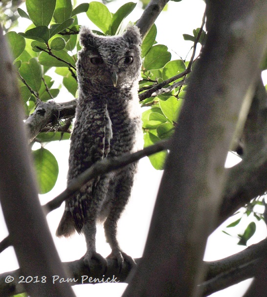 Screech owlets have flown the coop