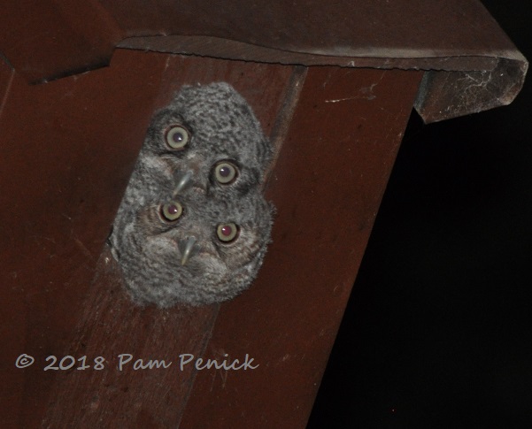 Screech owl family - more pics!
