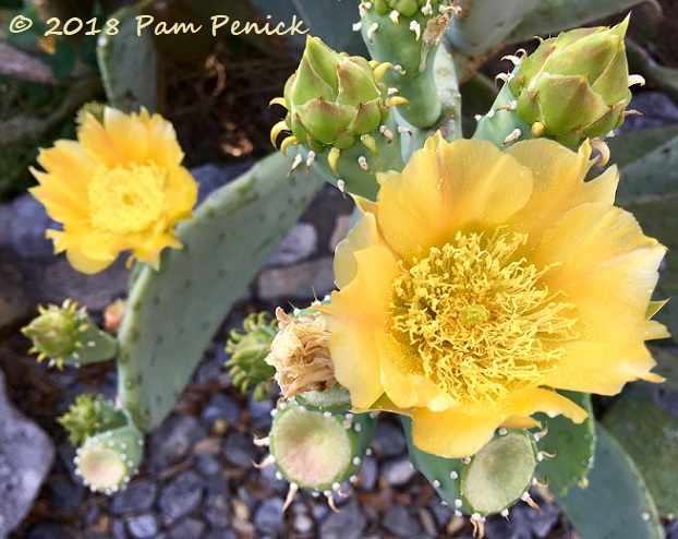 Yellow flowering prickly pear glows like sunshine