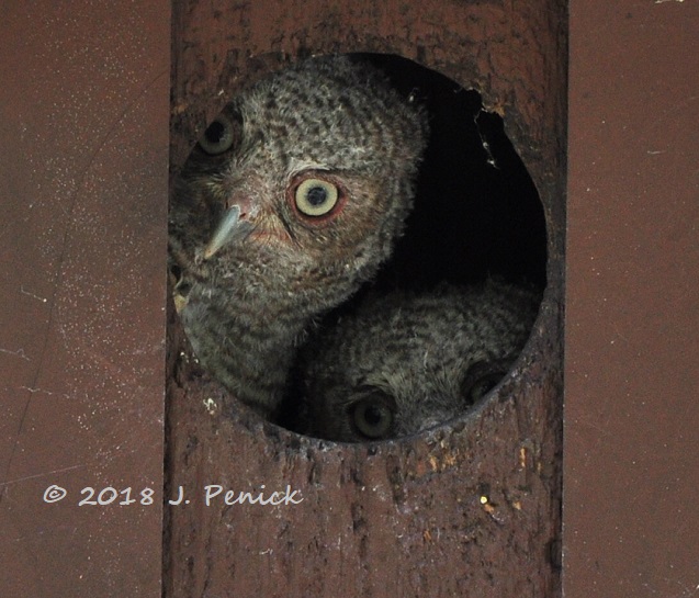 Owlets peeking out of the owl box
