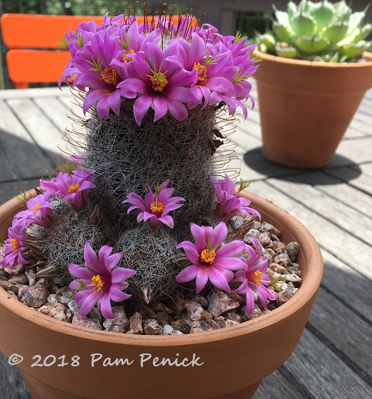 Garden powers through a Texas heat wave