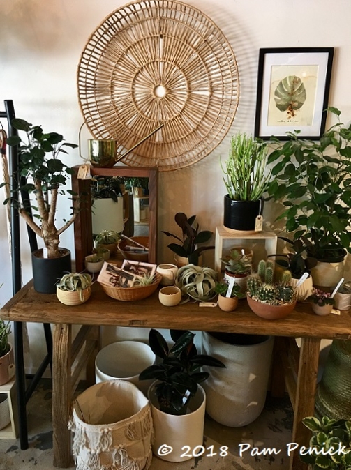 Frond, a shop for houseplant lovers