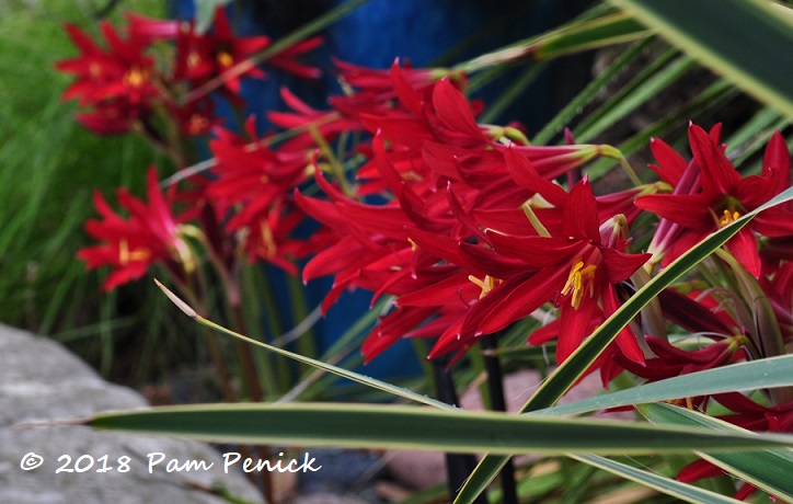 Oxblood lilies are baaaaack!