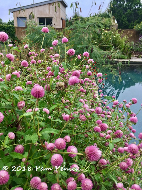 Rainy day visit to Jenny Stocker's garden