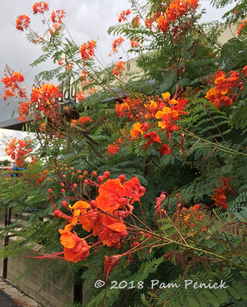 Plant This: Pride of Barbados, Caesalpinia pulcherrima