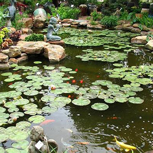 Meeting Carol & a tour of Jenny Stocker's garden