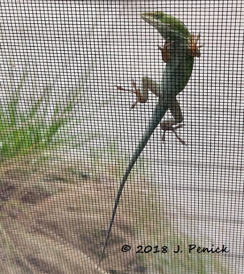 Anole drops by to say hi