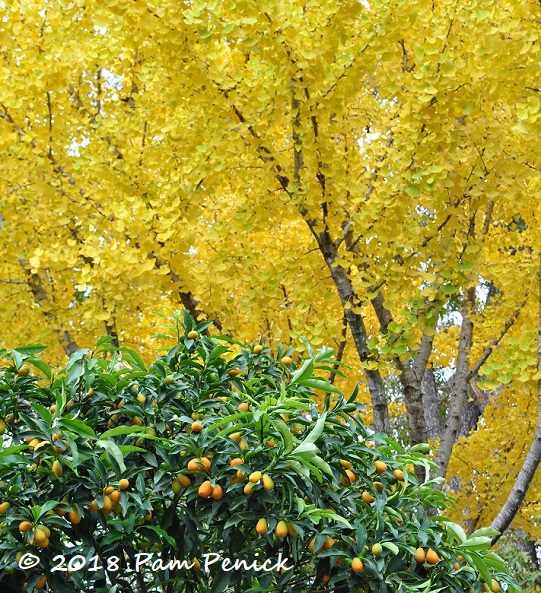 Golden ginkgo glory in Lucinda Hutson's garden