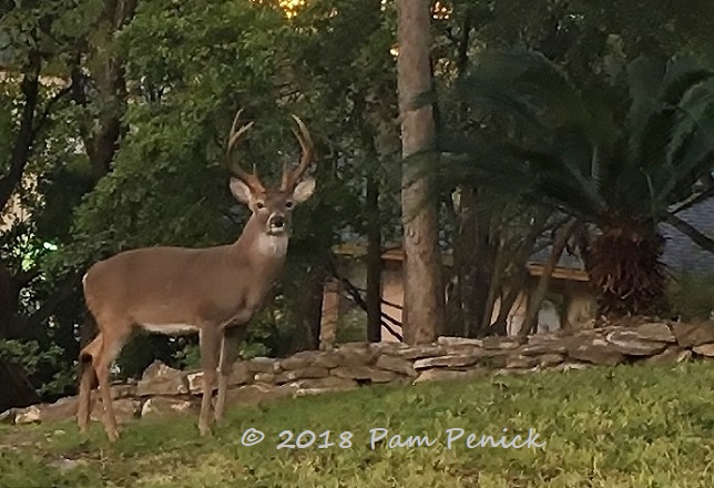 Deer, egrets, and aloes and a happy Thanksgiving to you