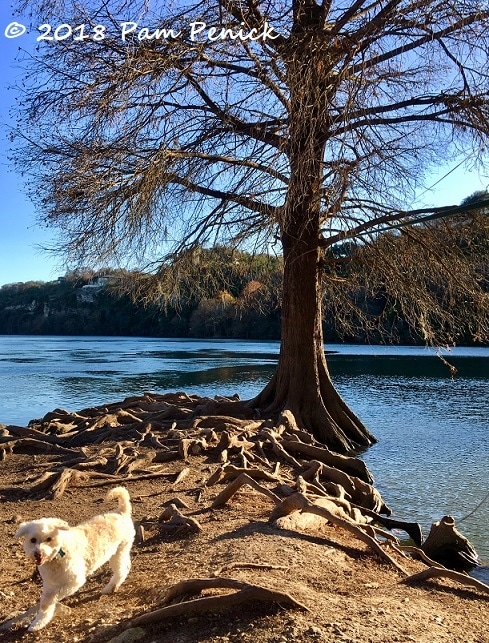 Dog playtime at Red Bud Isle