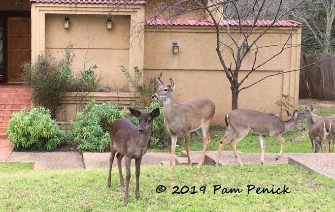 Unusual black deer in my neighborhood