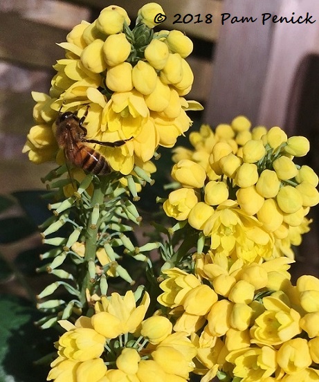 Winter bees and flowers