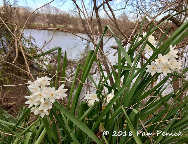 Paperwhites and palmettos at Lady Bird Lake