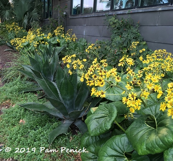 Streetside gardens, colorful murals on Austin's South Congress Ave